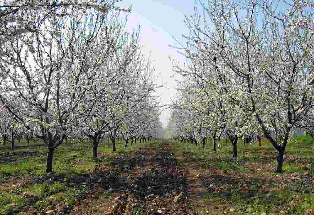 almond farm